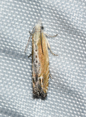 Eucosma kiscana