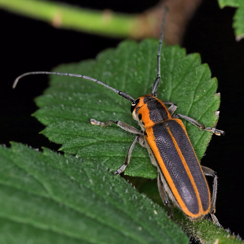 Red-edged Saperda photo 2