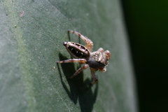 Paraphidippus aurantius