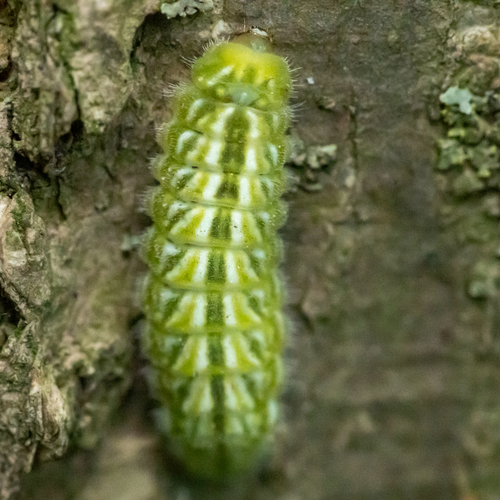 Satyrium caryaevorus