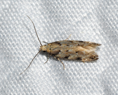 Coleotechnites coniferella