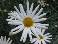 Argyranthemum