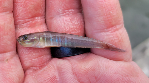 Green goby (Microgobius thalassinus) — Gobiidae — 5