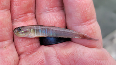 Microgobius thalassinus