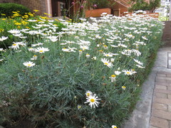 Argyranthemum