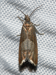 Dichrorampha acuminatana