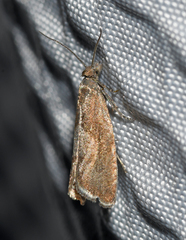 Dichrorampha acuminatana