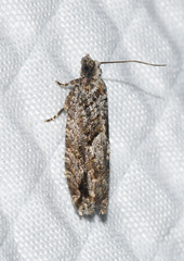 Gretchena delicatana