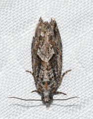 Gretchena delicatana