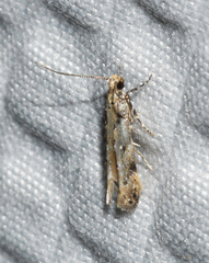 Coleotechnites coniferella