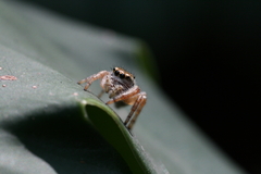 Paraphidippus aurantius