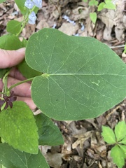 Matelea carolinensis