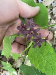 Matelea carolinensis