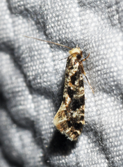 Nemapogon granella