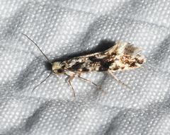 Nemapogon granella