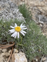 Erigeron compactus