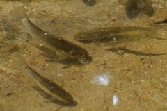 Catostomus latipinnis