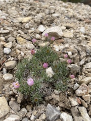 Erigeron compactus