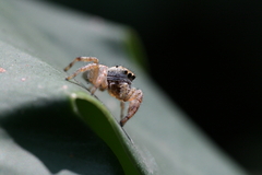 Paraphidippus aurantius