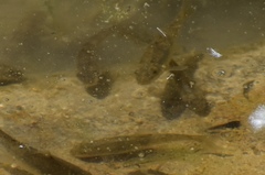 Catostomus latipinnis