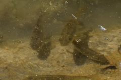Catostomus latipinnis