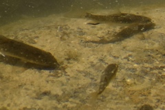 Catostomus latipinnis