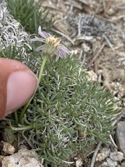 Erigeron compactus