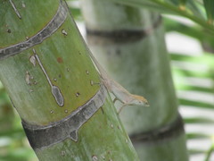 Anolis unilobatus