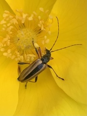 Cortodera