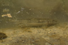 Catostomus latipinnis