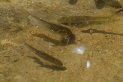Catostomus latipinnis