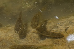 Catostomus latipinnis