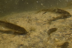 Catostomus latipinnis