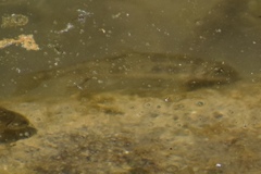 Catostomus latipinnis
