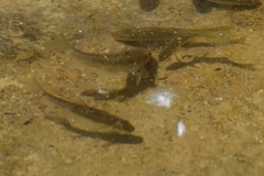 Catostomus latipinnis