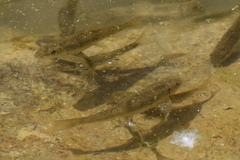 Catostomus latipinnis