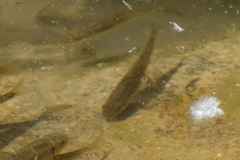 Catostomus latipinnis