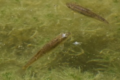 Catostomus latipinnis