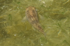 Catostomus latipinnis