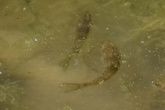 Catostomus latipinnis