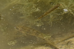 Catostomus latipinnis