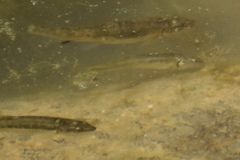 Catostomus latipinnis