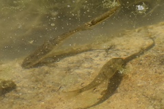 Catostomus latipinnis