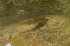 Catostomus latipinnis