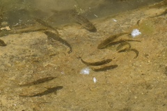 Catostomus latipinnis
