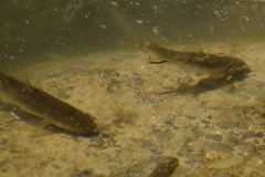Catostomus latipinnis