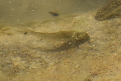 Catostomus latipinnis
