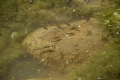 Catostomus latipinnis