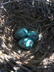 Oreoscoptes montanus