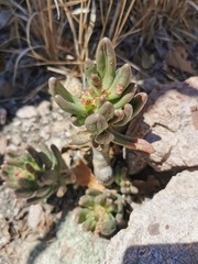 Pachyphytum hookeri